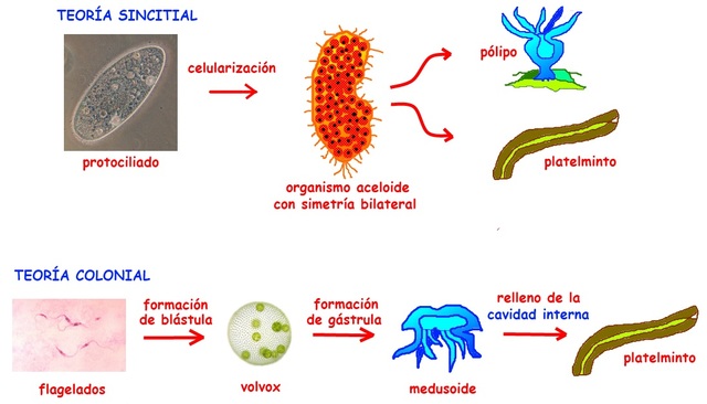 Teorìas sobre el origen de los animales