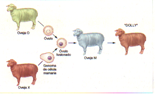 Transferencia de Genes