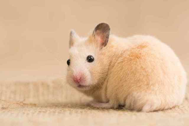 Un Hámster