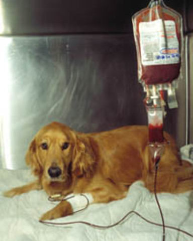 Primera transfusion de sangre de perro a perro