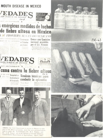 ERRADICACION DE LA FIEBRE AFTOSA