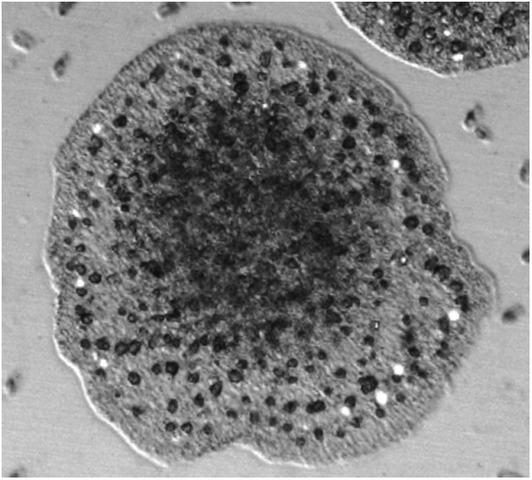 El surgimiento del sistema nervioso