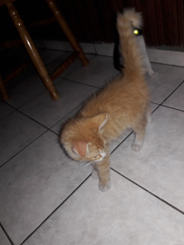 Adopción 4 gatos rescatados de la calle