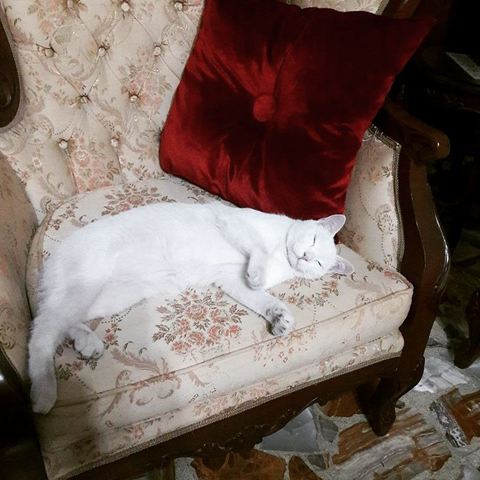 Adopción gato blanco Snow