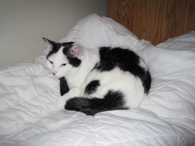 Bought Cat #1(Sophia)