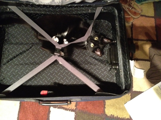 Bought cat #2 (Milo)