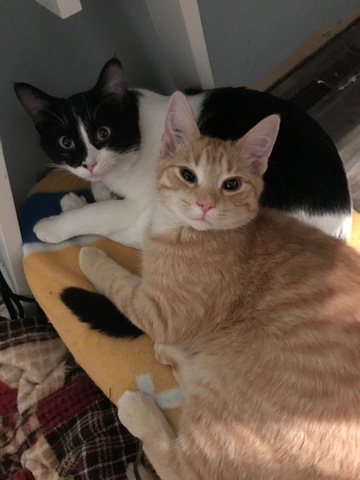 Caught cleaning each other for the first time