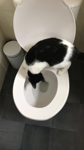 Nova learns to drink out of the toilet