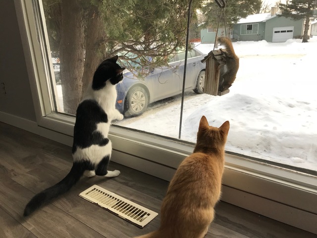 Rachel realized shes a crazy cat lady...