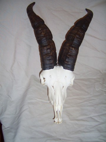 Crani i dents de cabra