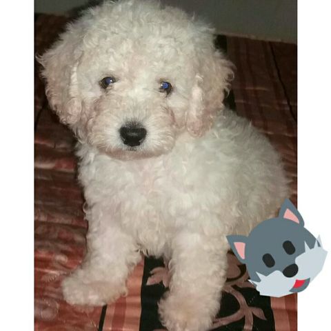 la  llegada de mi primer perrito