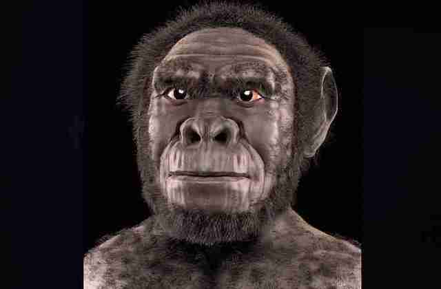 Homo Habilis            2.5 - 1.5 M.a