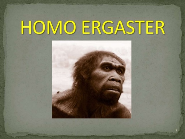 Homo Ergante/Homo Erectus          1.9 - 1.4 M.a