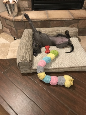 Conseguimos un perro azul