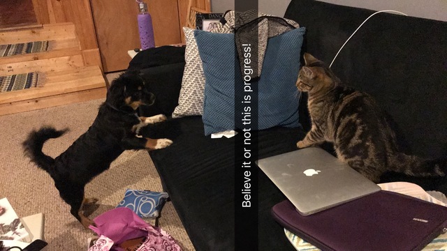 Getting a kitty sister named Penny