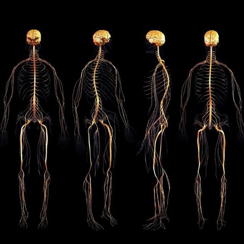 Hipótesis acerca del sistema nervioso