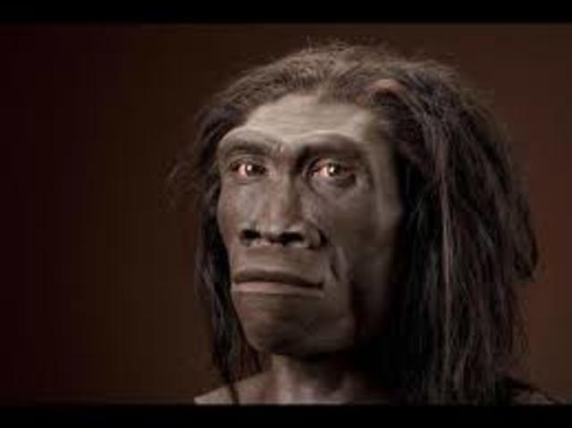 Homo erectus