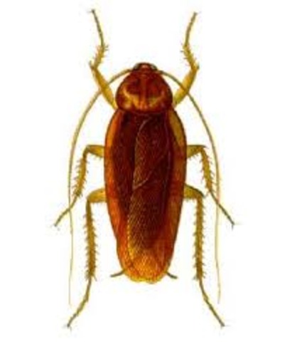CUCARACHA AMERICANA