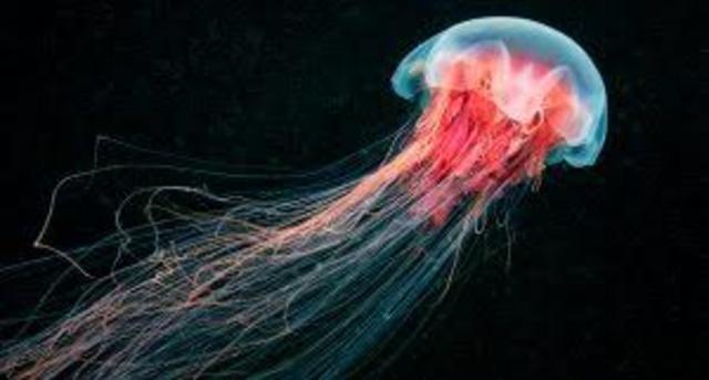 surgimiento del sistema nervioso, 900 millones años atras