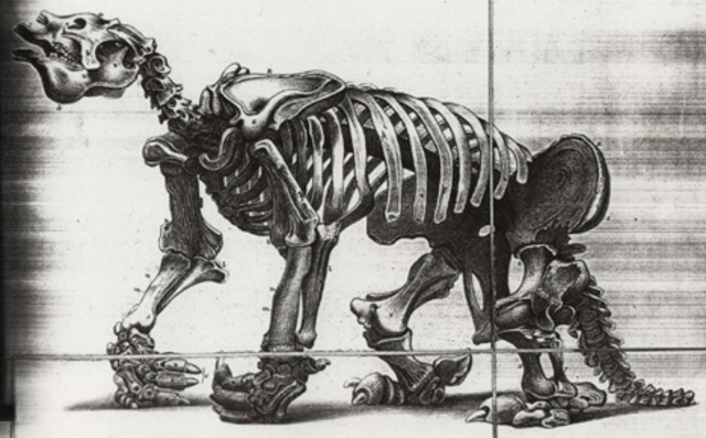 Collects fossil bones.  Discovers the remains of 9 different colossal animals. Realizes current species resemble giant fossils found