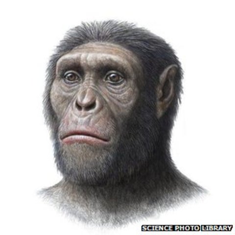Austrolopithecus