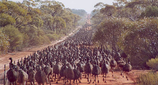 The Emu War
