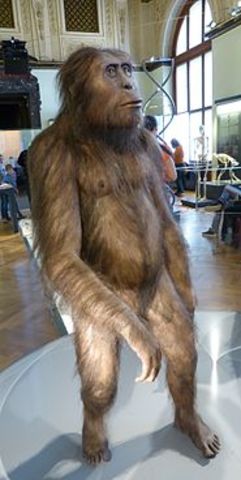 Los homininos (Hominina)