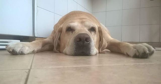 llega mi mascota a mi vida