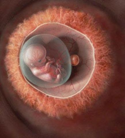 EL PRIMER EMBRIÓN HUMANO CLONADO