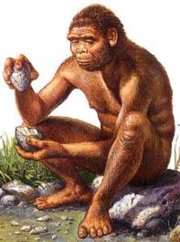 Homo habilis