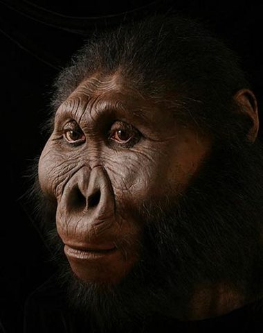 Paranthropus