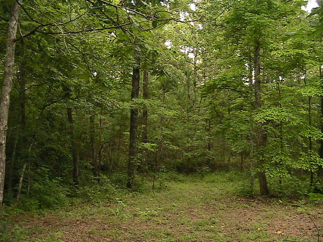 acampé con mi familia