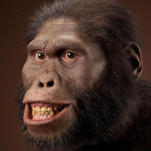 Australopithecus