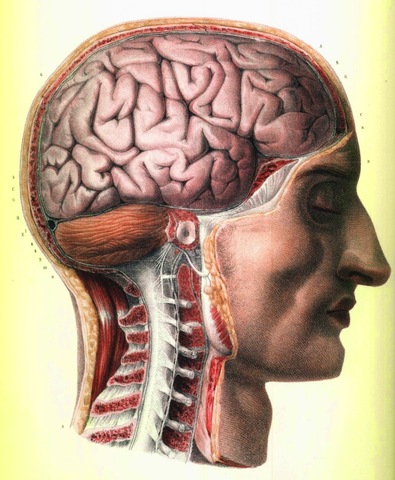 hipótesis cerebral