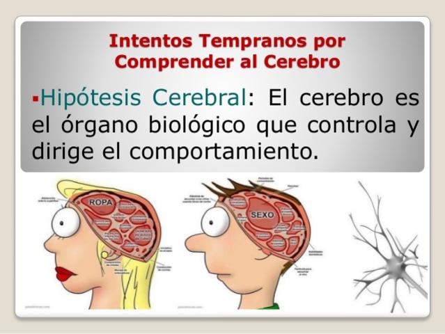 se decanta la hipótesis cerebral