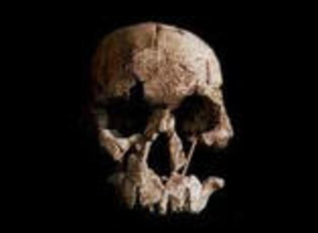 Homo Habilis