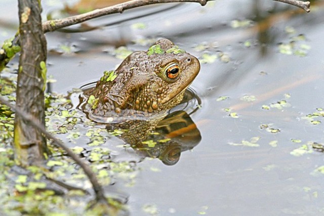 Fiskarna flyttar från havet