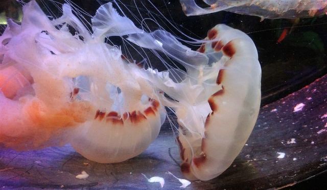 Aprox hace 600 millones