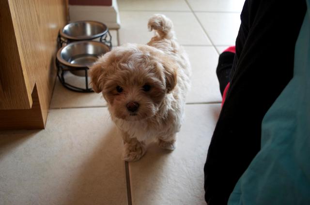 Brought Annie Home (Best Dog Ever)