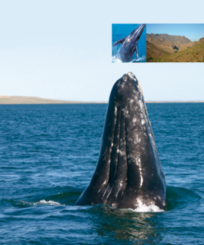 Convención sobre Patrimonio Mundial. Convención Internacional de la UNESCO para la protección del patrimonio cultural y natural del Mundo.   París.