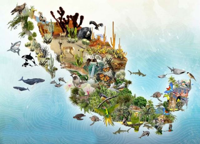 Primera Conferencia de las Partes del Convenio sobre Diversidad Biológica. (COP1).   Nassau (Bahamas).