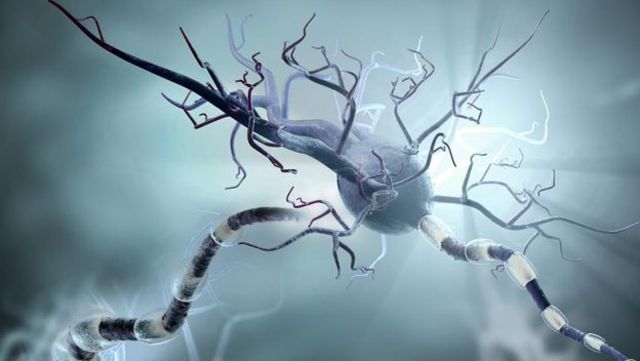 SURGIMIENTO DE LAS PRIMERAS NEURONAS