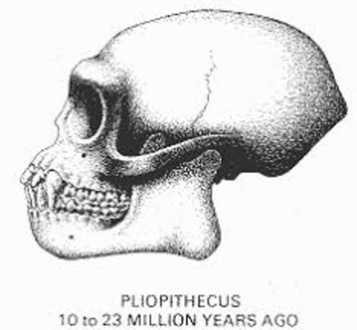 Pliopithec. Vivio  17 millones de años