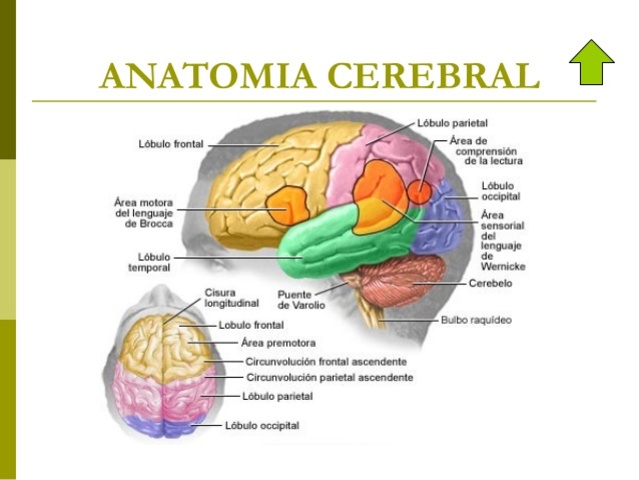 Anatomía celular del cerebro