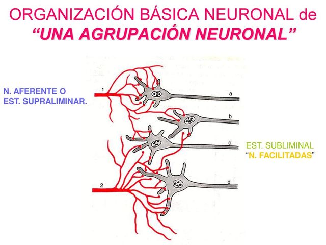 SURGIMIENTO DE LA PRIMERA ORGANIZACIÓN NEURONAL