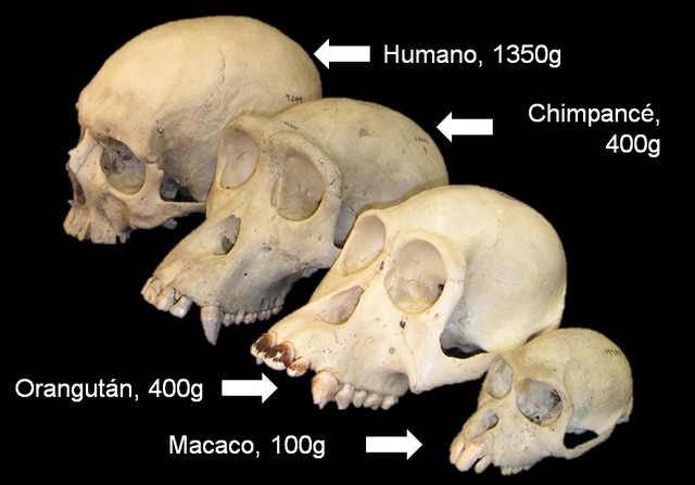 CEREBRO DEL HOMÍNIDO