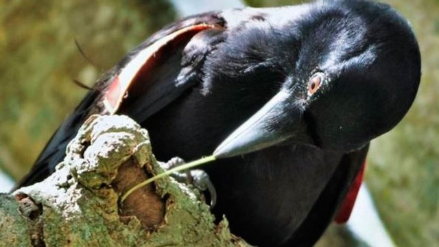 Periodo ''Pretecnológico''