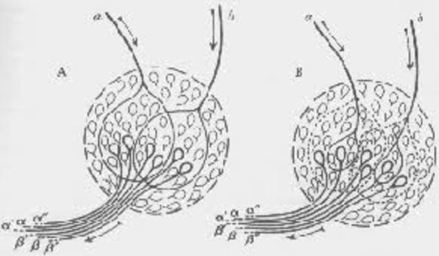 Charles Scott Sherrington (1897)