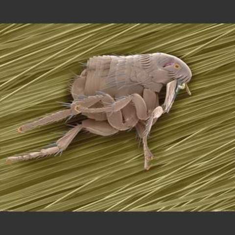 Galileo Galilei: imágenes microscópicas