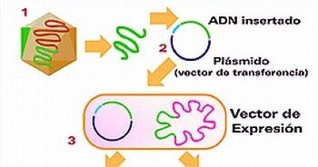 Se construye la primer molécula con DNA recombinante